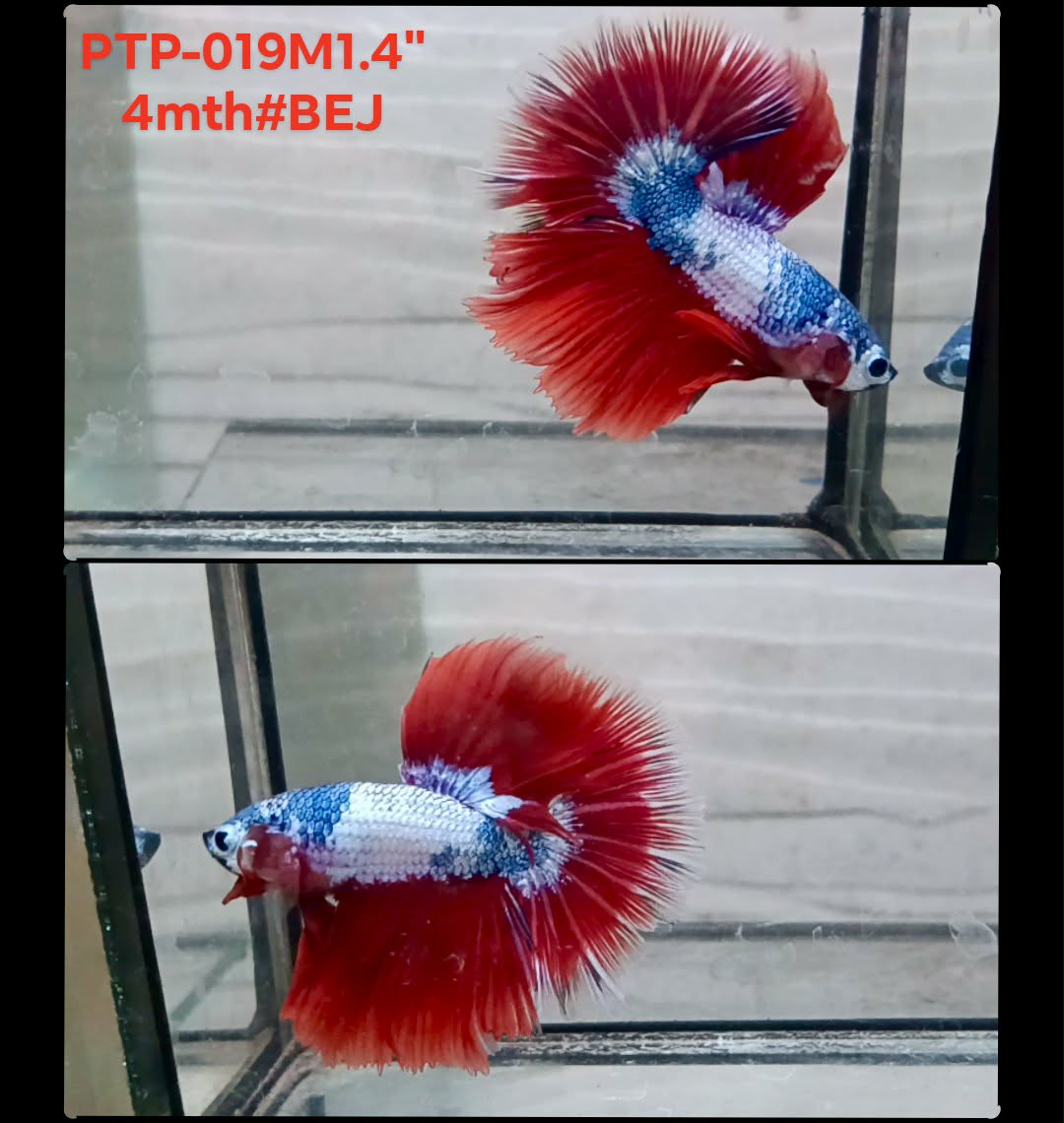 Live Male Betta Fancy Dragon Halfmooon (PTP-019)CLEARANCE High quality what you see what you get!!