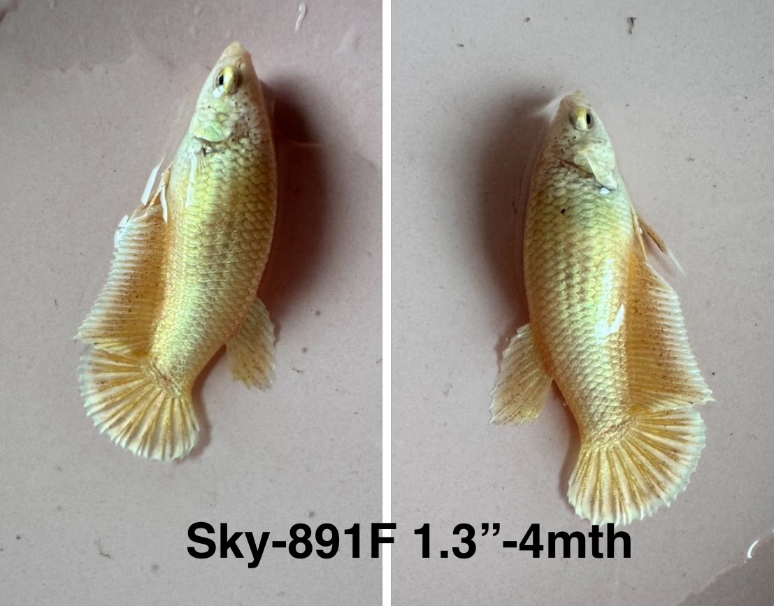 Live Female Betta Fancy Yellow Gold Plakat (Sky-891)CUP High quality what you see what you get!!