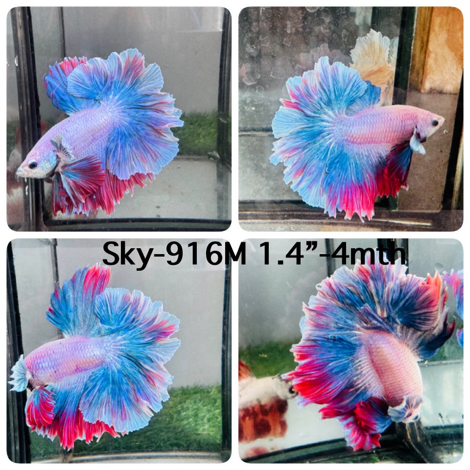 Live Male Betta Fancy Blue Pink Mascot Halfmoon Rosetail (Sky-916)CUP High quality What you see What you get!!