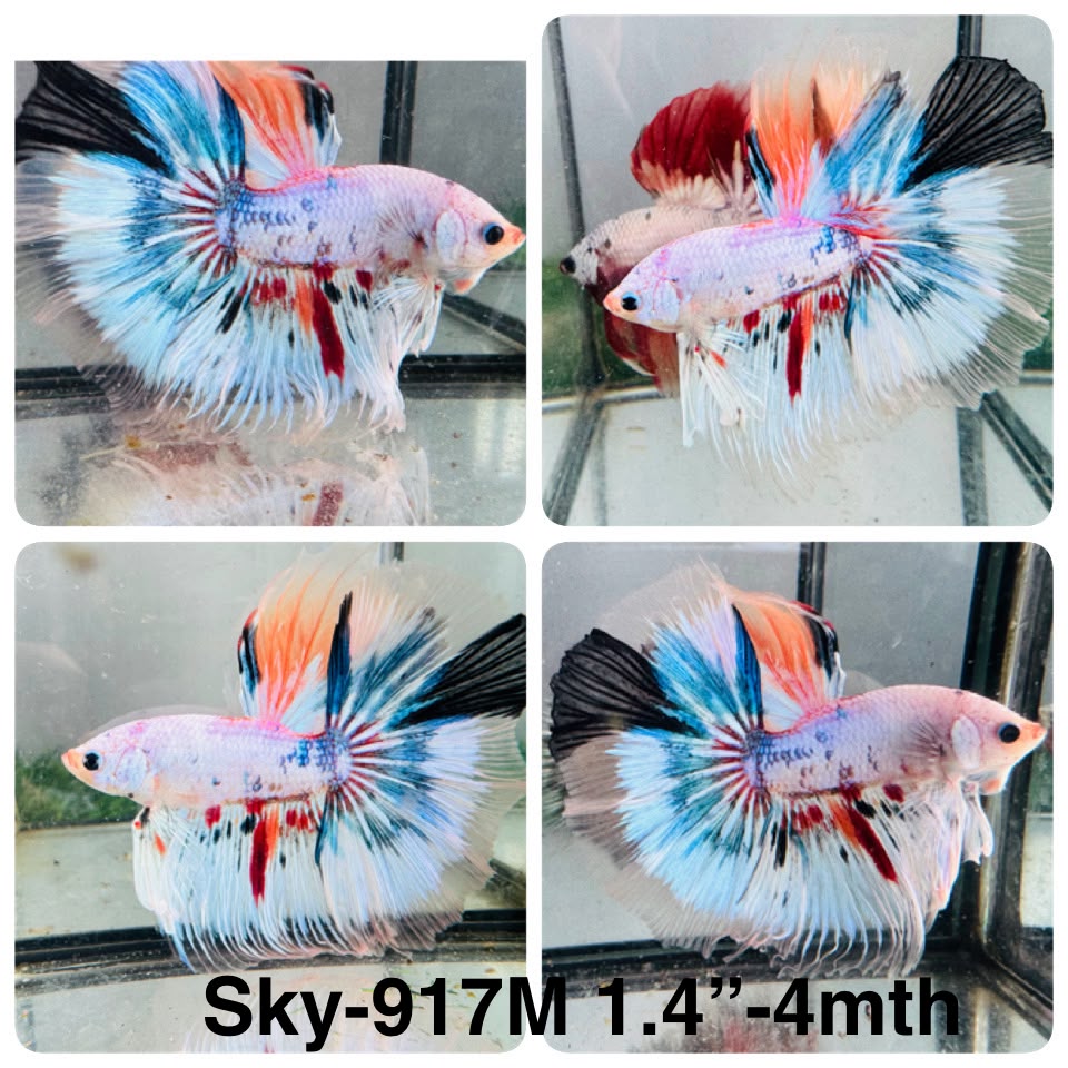 Live Male Betta Fancy Marble Halfmoon (Sky-917)CUP High quality What you see What you get!!