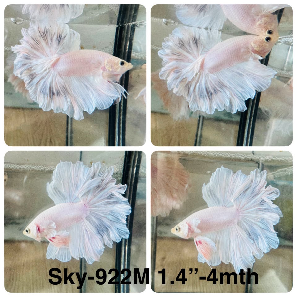 Live Male Betta Fancy Light Colors Halfmoon Rosetail (Sky-922)CUP High quality What you see What you get!!