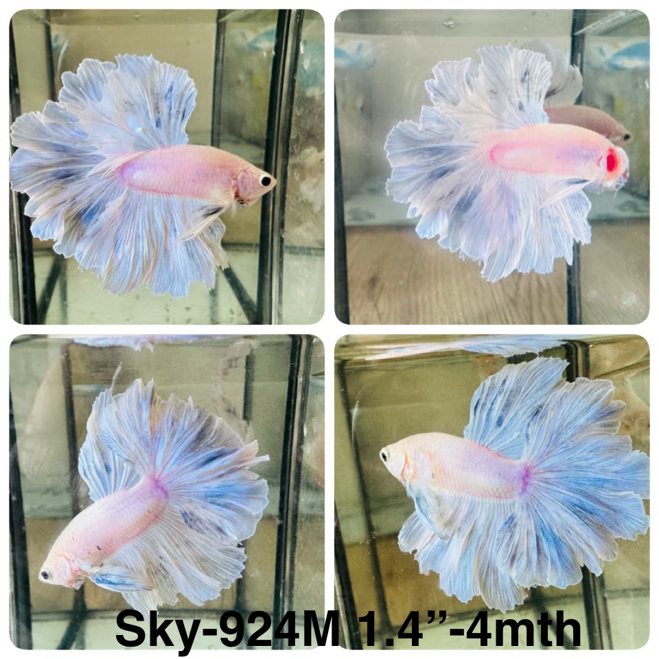 Live Male Betta Fancy Light Colors Halfmoon Rosetail (Sky-924)CUP High quality What you see What you get!!