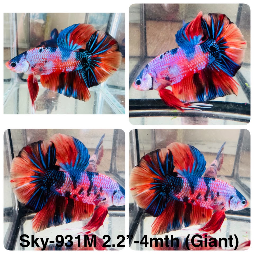 Live Male Betta Candy Marble Mixed Colors Giants Plakat (Sky-931)CUP High quality What you see What you get!!