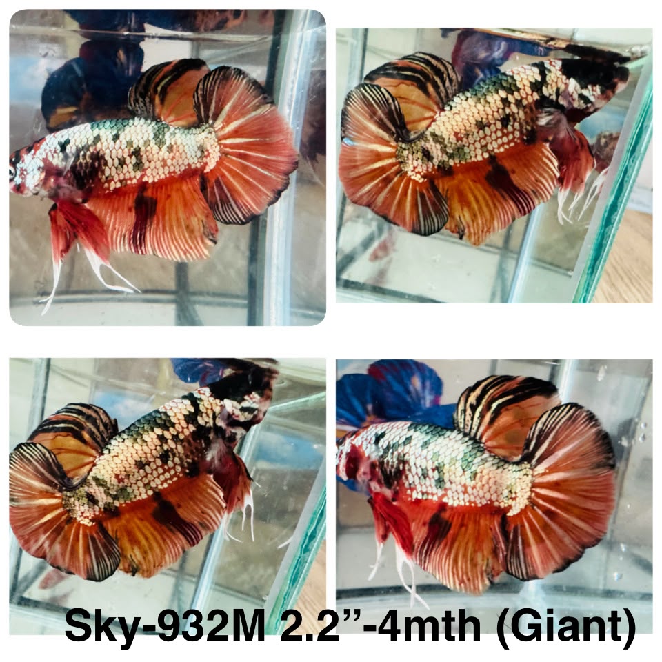 Live Male Betta Copper Nemo Giants Plakat (Sky-932)CUP High quality What you see What you get!!
