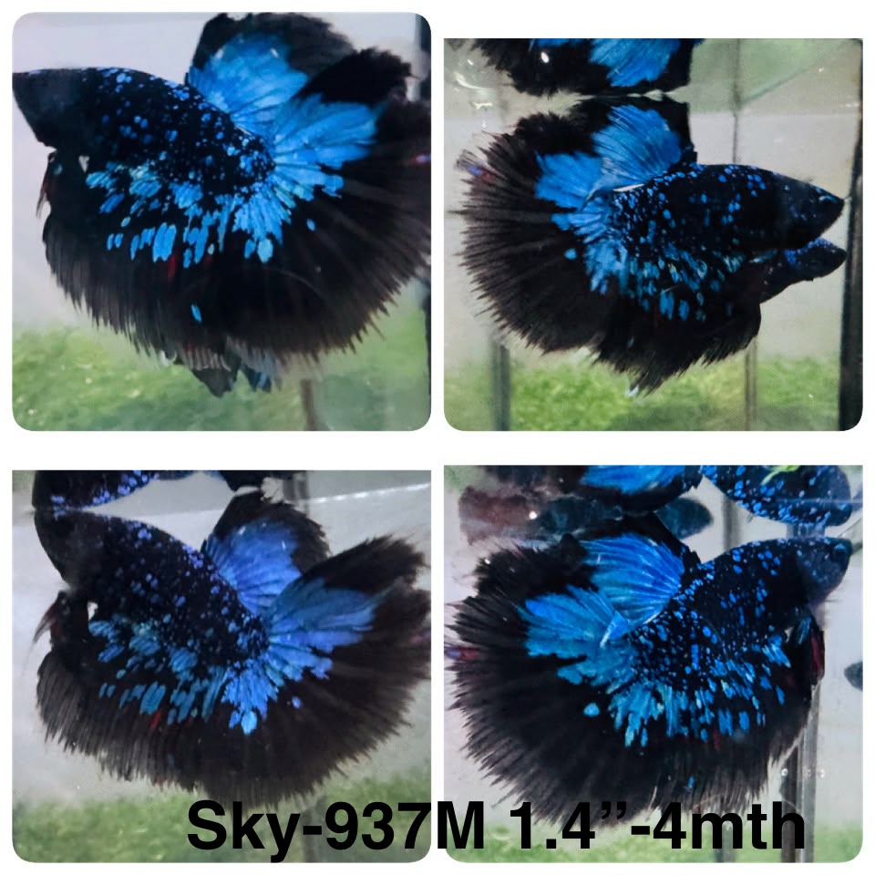 Live Male Betta Blue Black Galaxy Avatar Halfmoon (Sky-937)CUP High quality What you see What you get!!