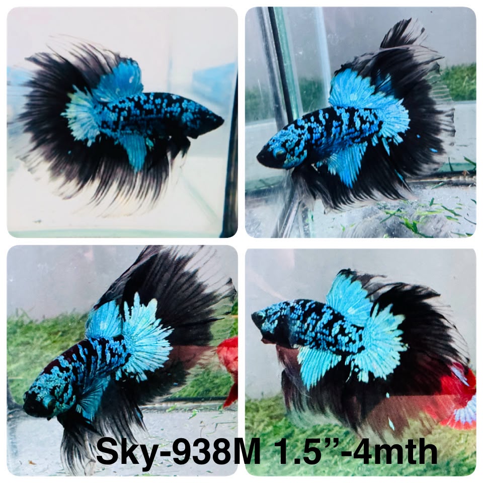 Live Male Betta Blue Black Galaxy Avatar Halfmoon (Sky-938)CUP High quality What you see What you get!!