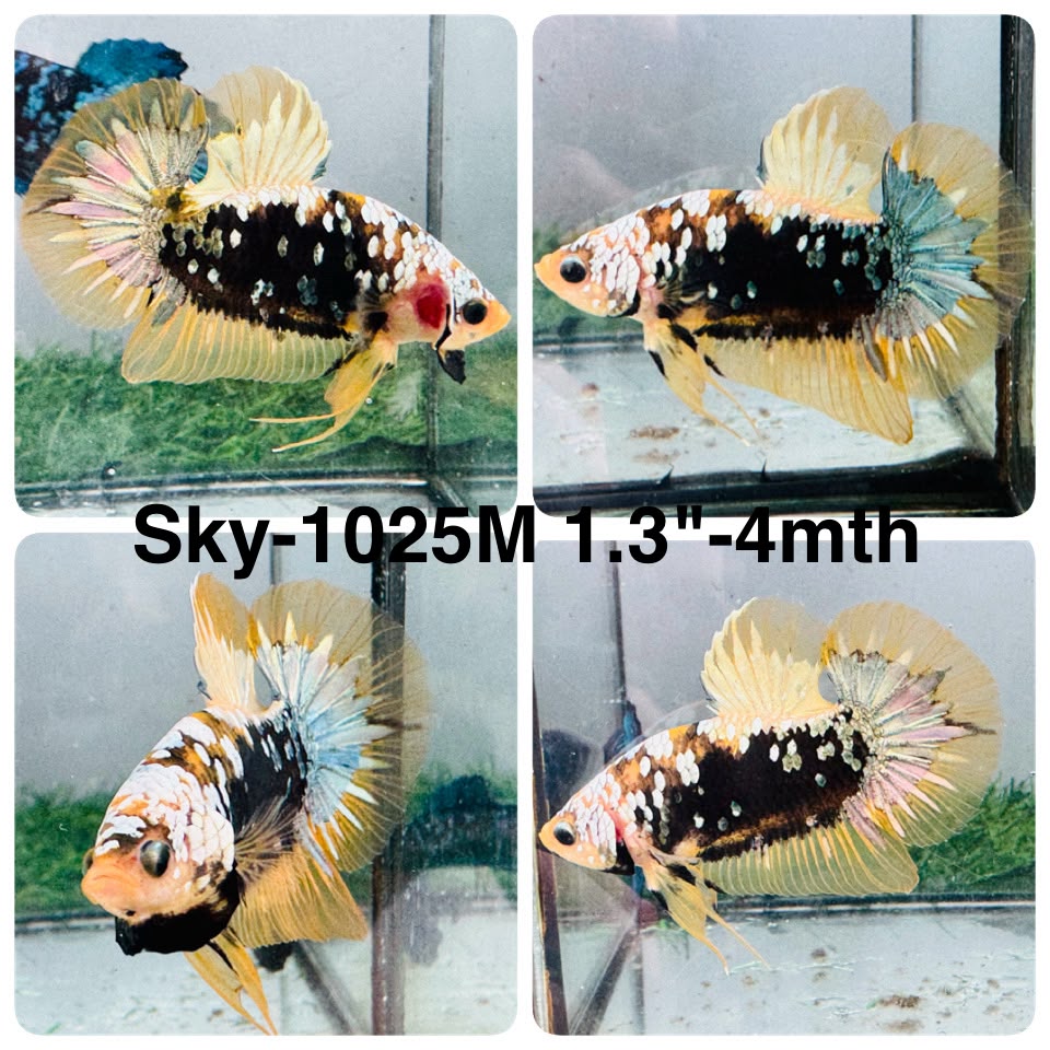 Live Male Betta Yellow Black Galaxy Koi Plakat (Sky-1025)H High quality what you see what you get!!