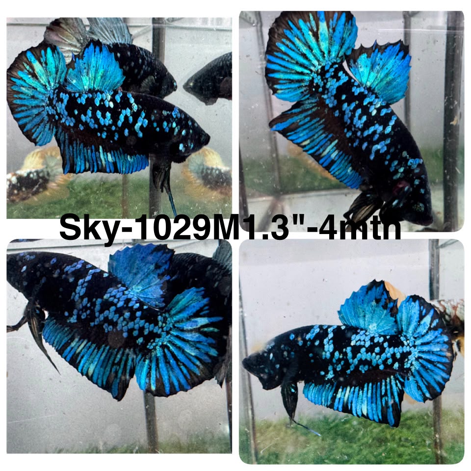 Live Male Betta Black Blue Galaxy Avatar Plakat (Sky-1029)H High quality what you see what you get!!