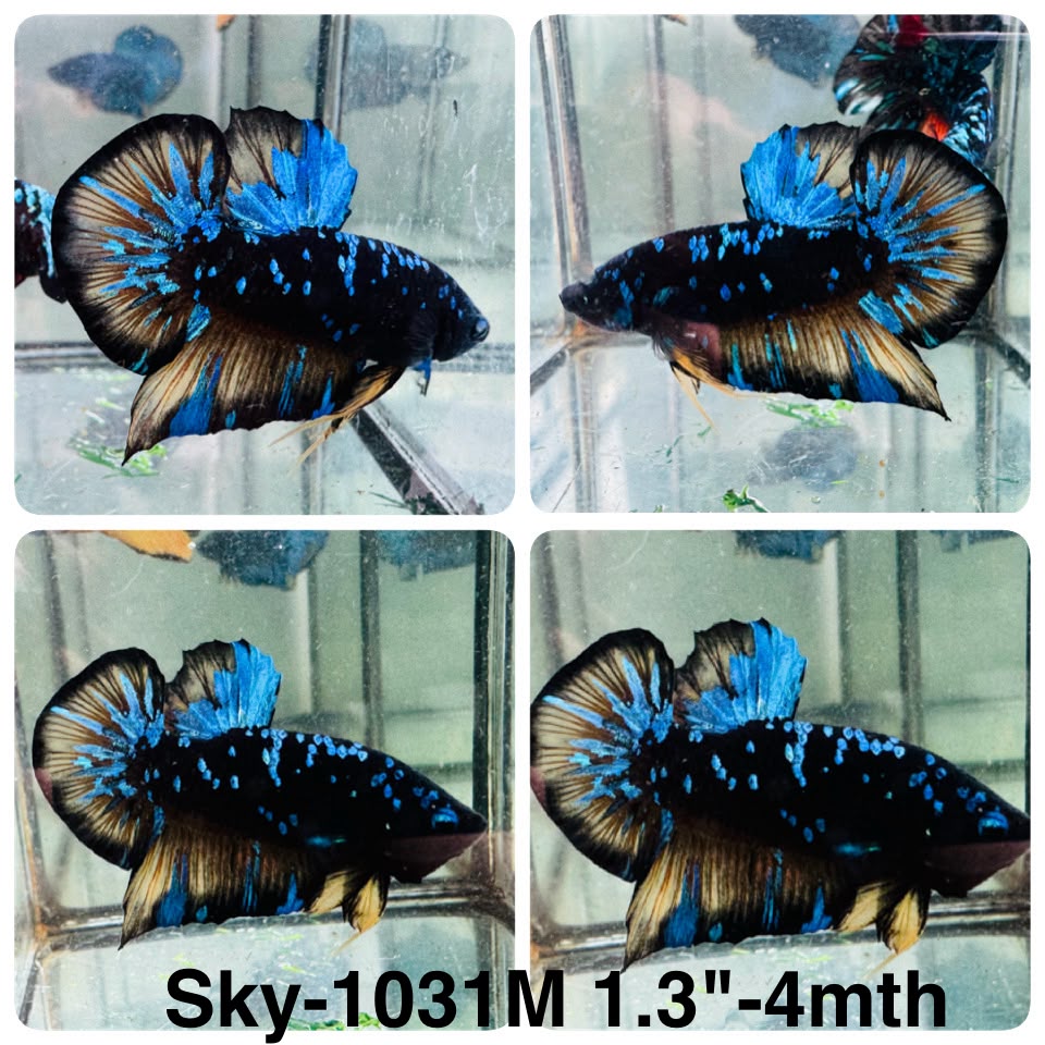 Live Male Betta Black Galaxy Avatar Plakat (Sky-1031)H High quality what you see what you get!!