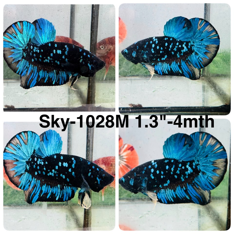 Live Male Betta Black Blue Galaxy Avatar Plakat (Sky-1028)H High quality what you see what you get!!