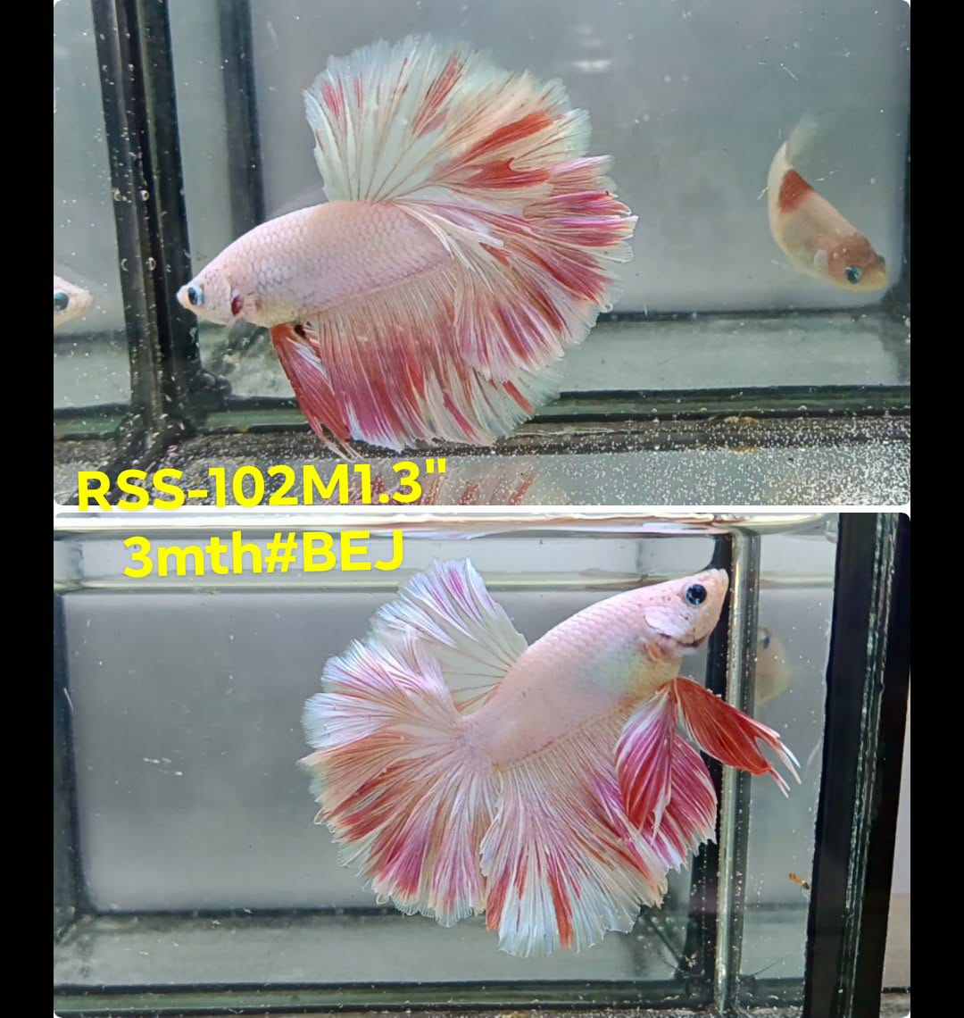 Live Male Betta Fancy Light colors Halfmoon Rosetail (RSS-102) High quality what you see what you get!!