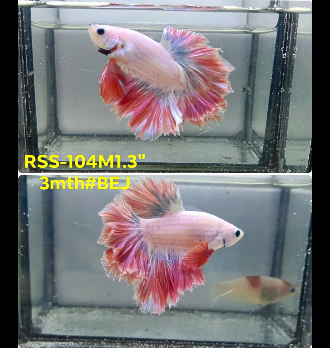 Live Male Betta Fancy Light colors Halfmoon Rosetail (RSS-104) High quality what you see what you get!!