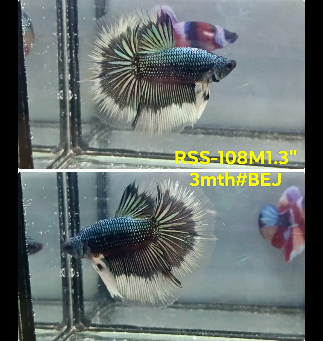 Live Male Betta Copper Butterfly Halfmoon (RSS-108) High quality what you see what you get!!