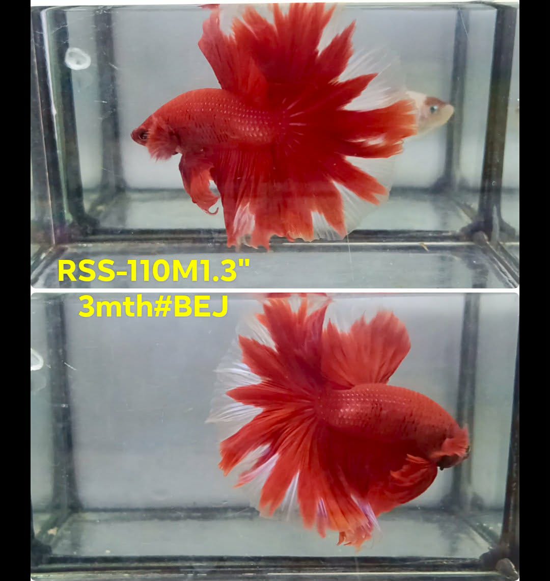 Live Male Betta Fancy Red Halfmoon (RSS-110) High quality what you see what you get!!