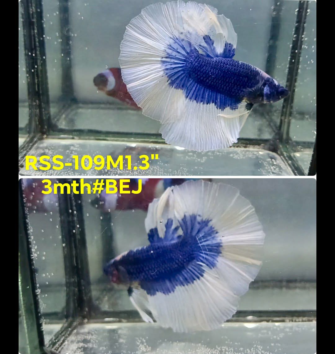 Live Male Betta Blue Butterfly Halfmoon (RSS-109) High quality what you see what you get!!