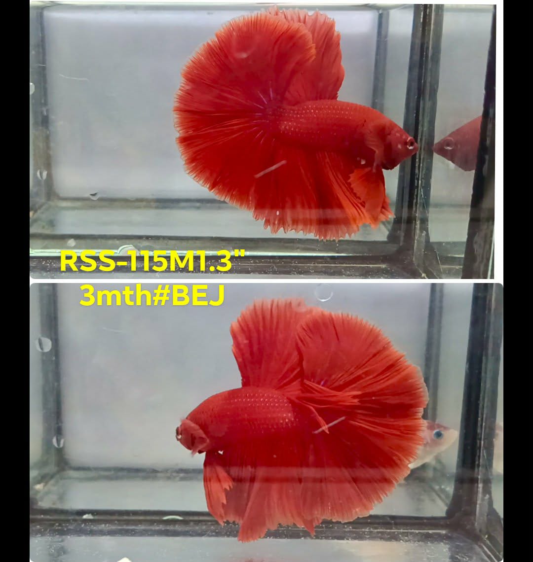 Live Male Betta Super Red Solid color Halfmoon (RSS-115) High quality what you see what you get!!