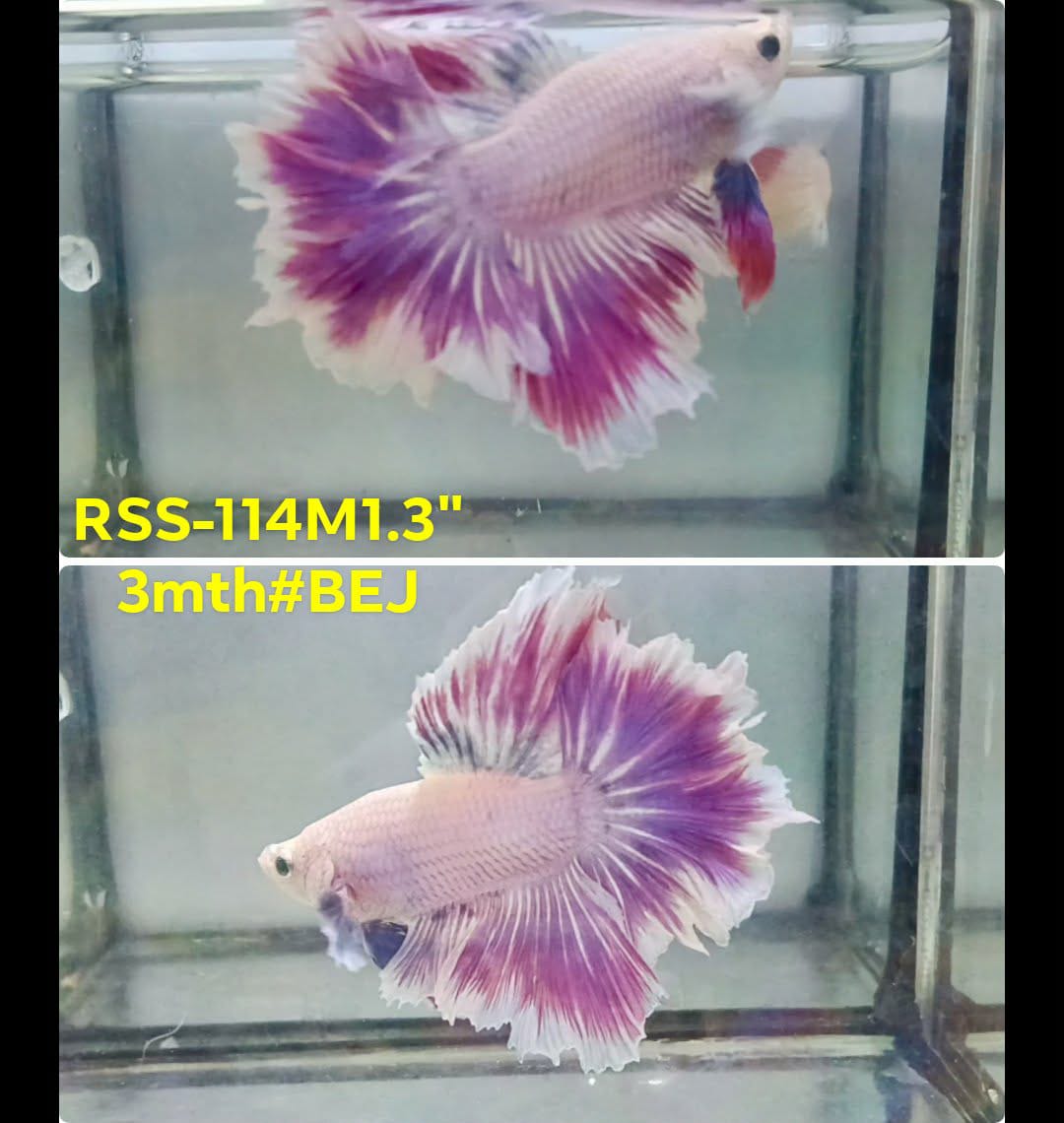 Live Male Betta Fancy Purple Light colors Halfmoon Rosetail (RSS-114) High quality what you see what you get!!