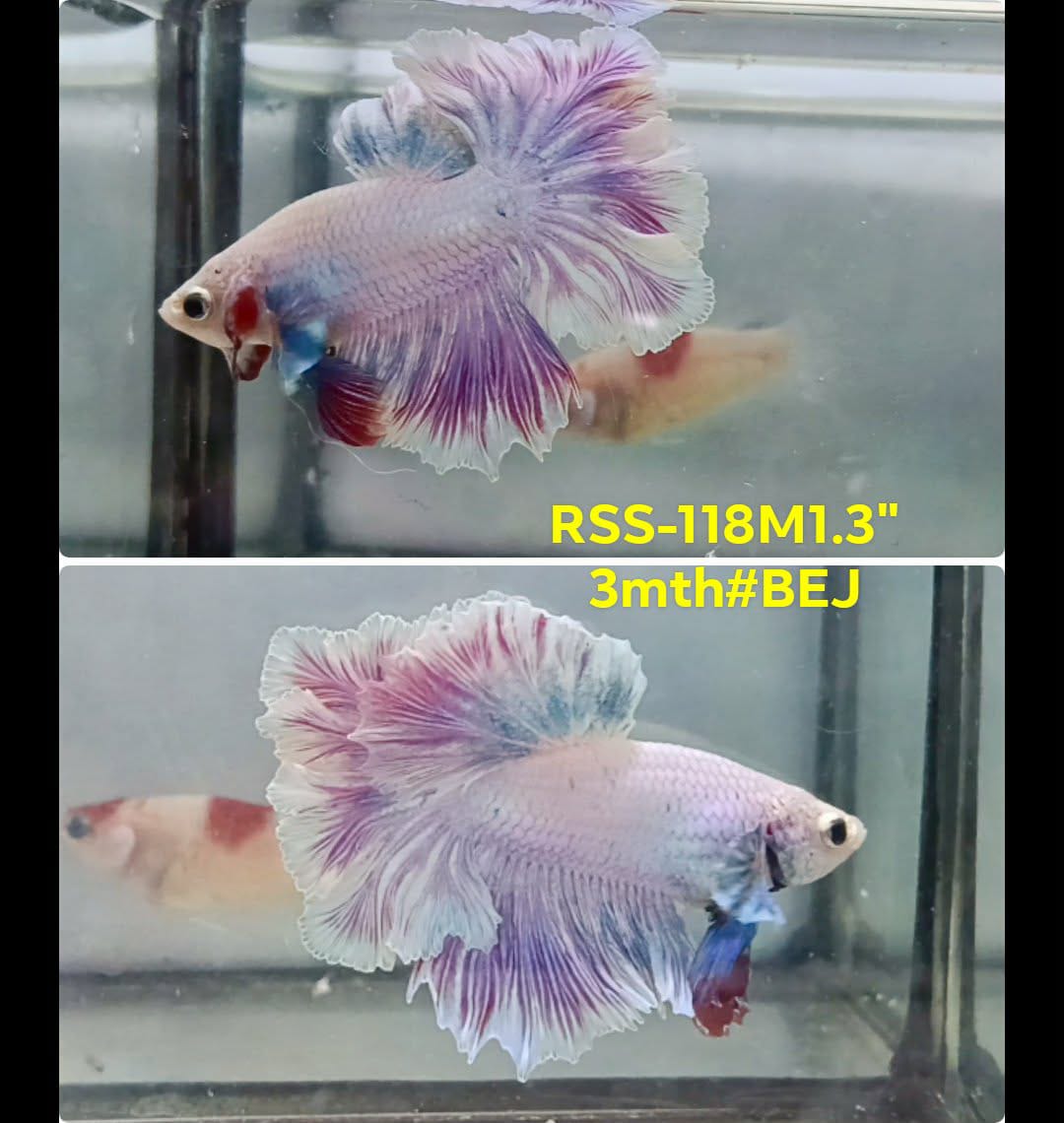 Live Male Betta Fancy Purple Light Halfmoon Rosetail (RSS-118) High quality what you see what you get!!