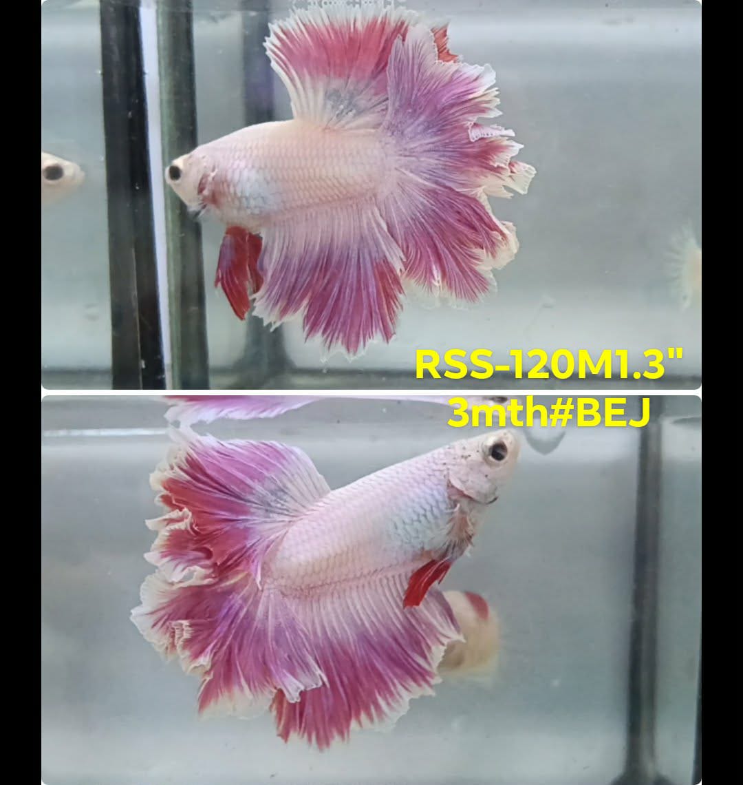 Live Male Betta Fancy Pink Light Halfmoon Rosetail (RSS-120) High quality what you see what you get!!