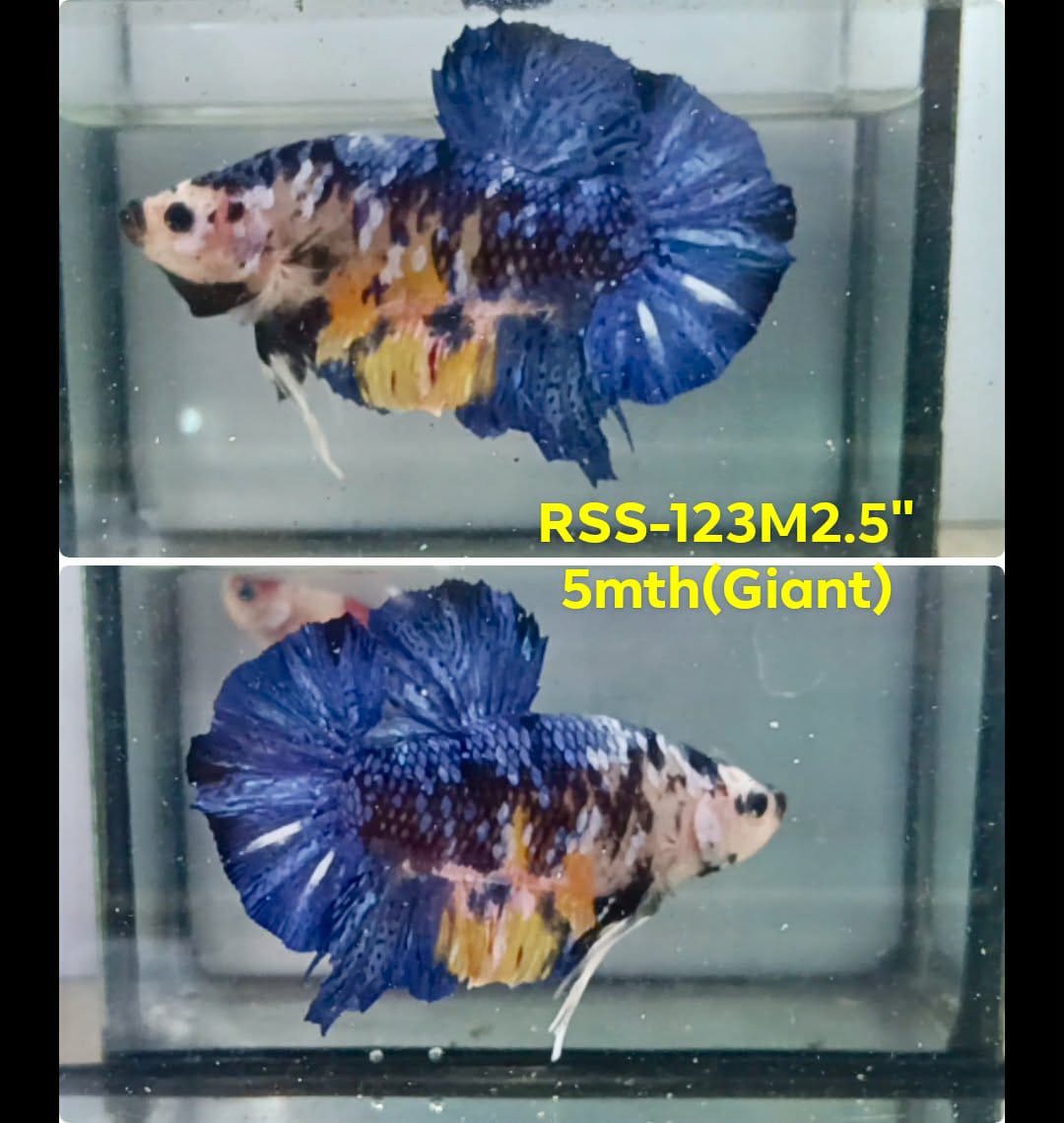 Live Male Betta Galaxy Koi Giants Plakat (RSS-123) High quality what you see what you get!!