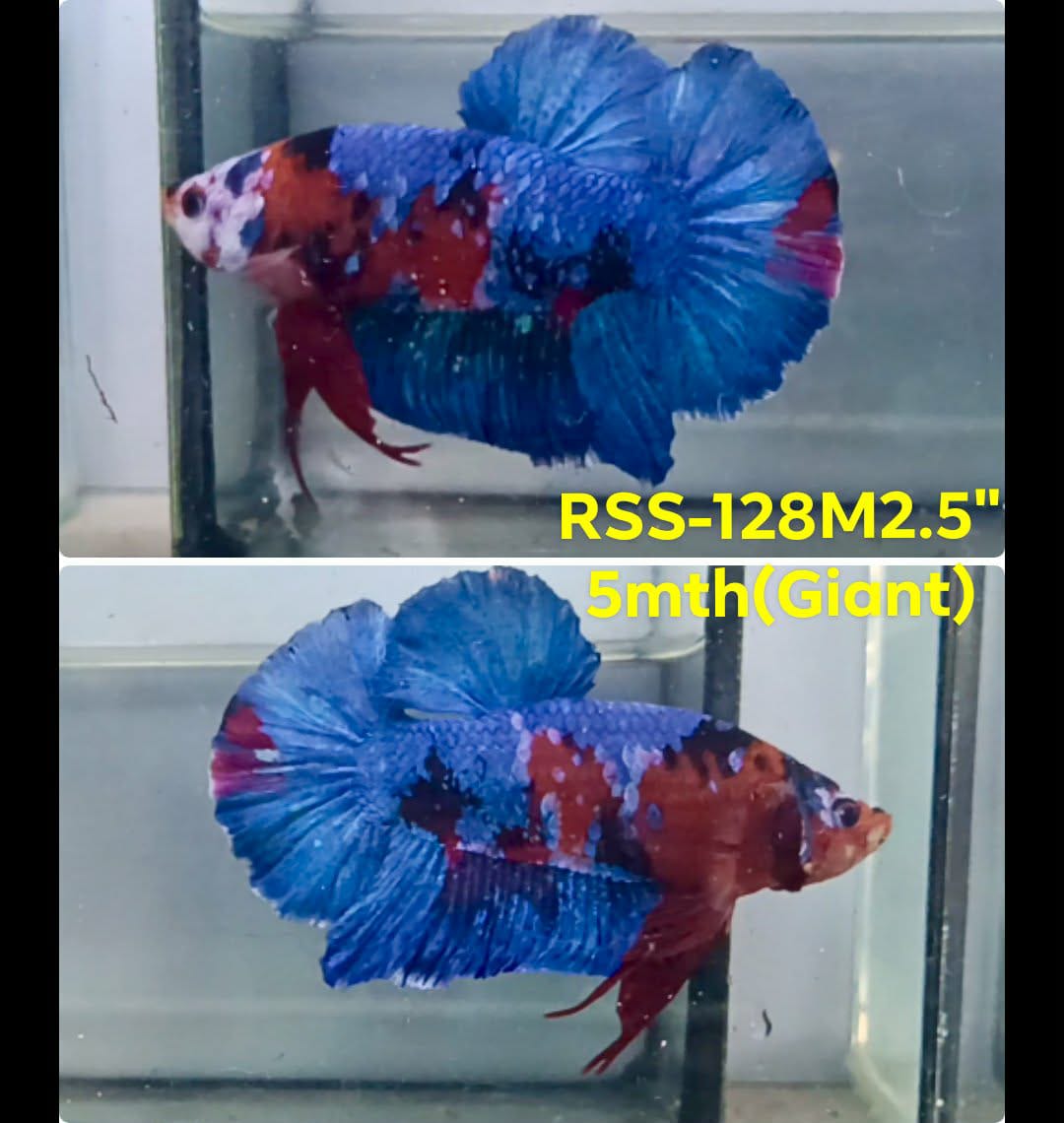 Live Male Betta Galaxy Koi Giants Plakat (RSS-128) High quality what you see what you get!!