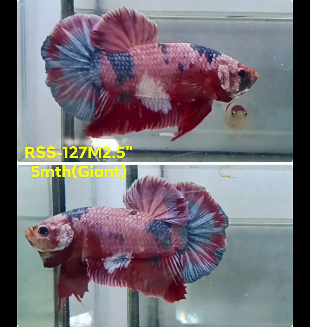 Live Male Betta Fancy Koi Giants Plakat (RSS-127) High quality what you see what you get!!