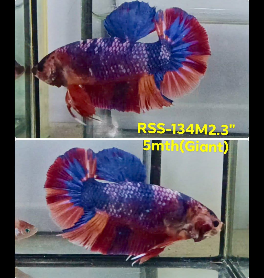 Live Male Betta Fancy Marble Three colors Giants Plakat (RSS-134) High quality what you see what you get!!