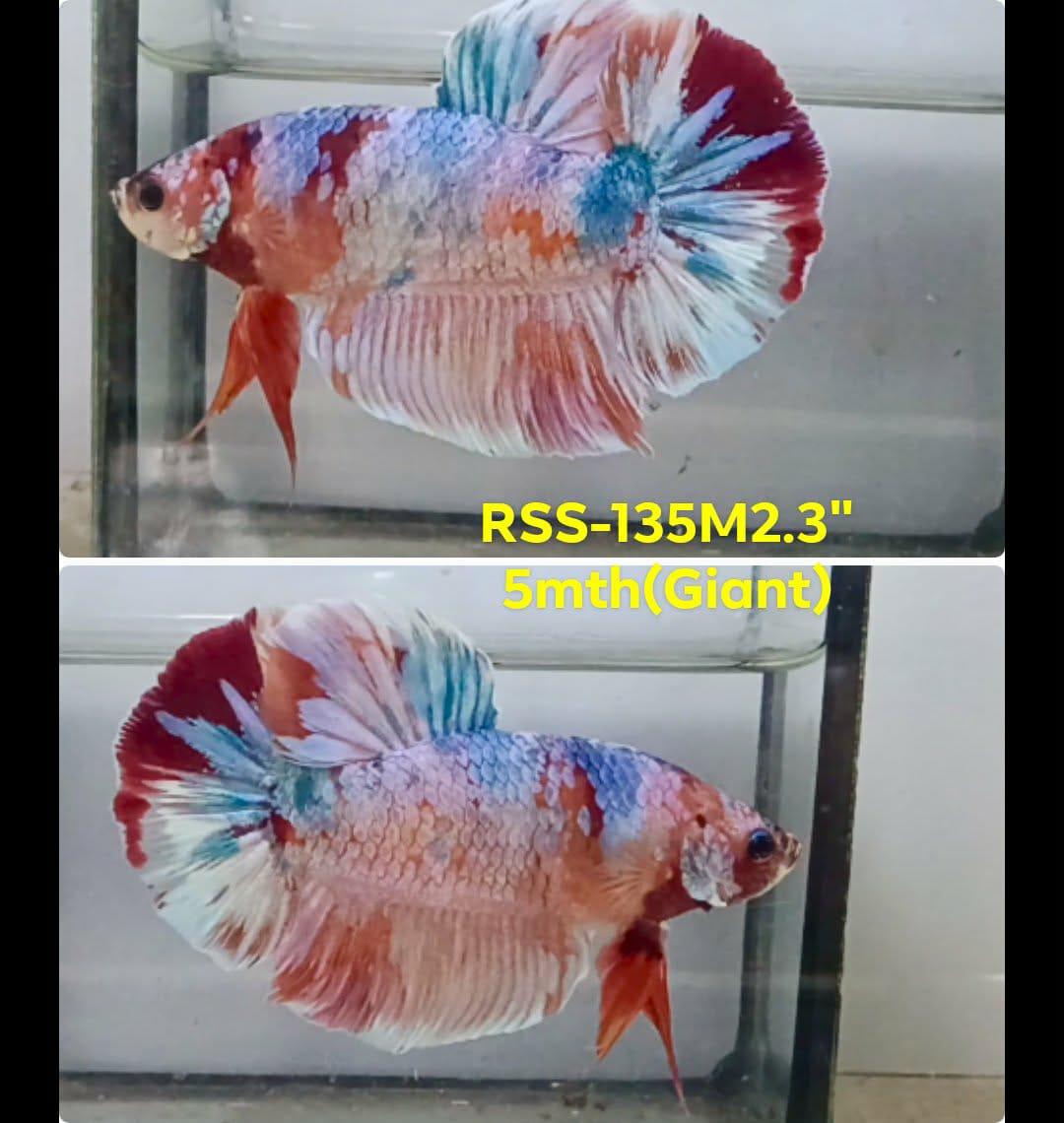 Live Male Betta Fancy Koi Giants Plakat (RSS-135)X High quality what you see what you get!!