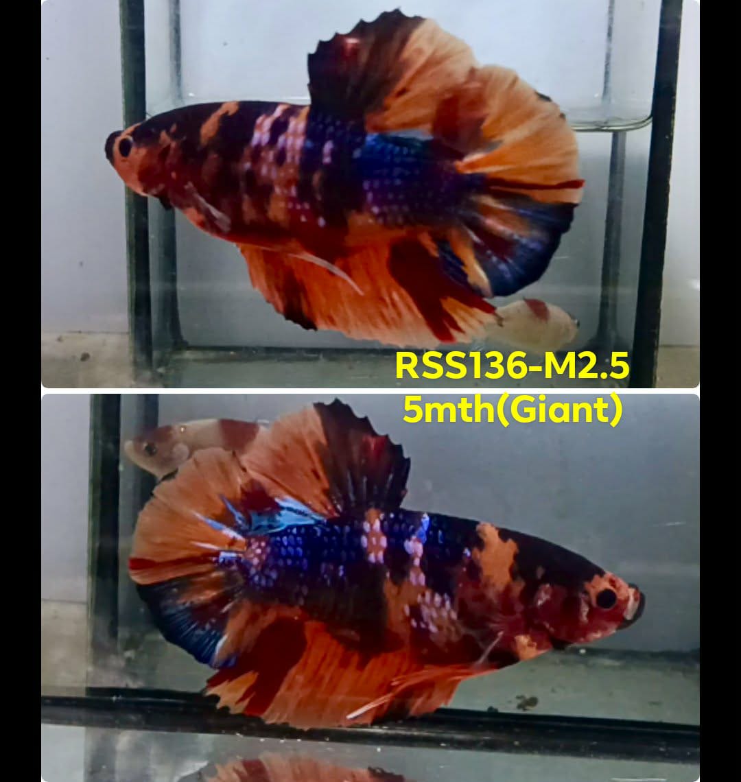 Live Male Betta Nemo Koi Giants Plakat (RSS-136) High quality what you see what you get!!