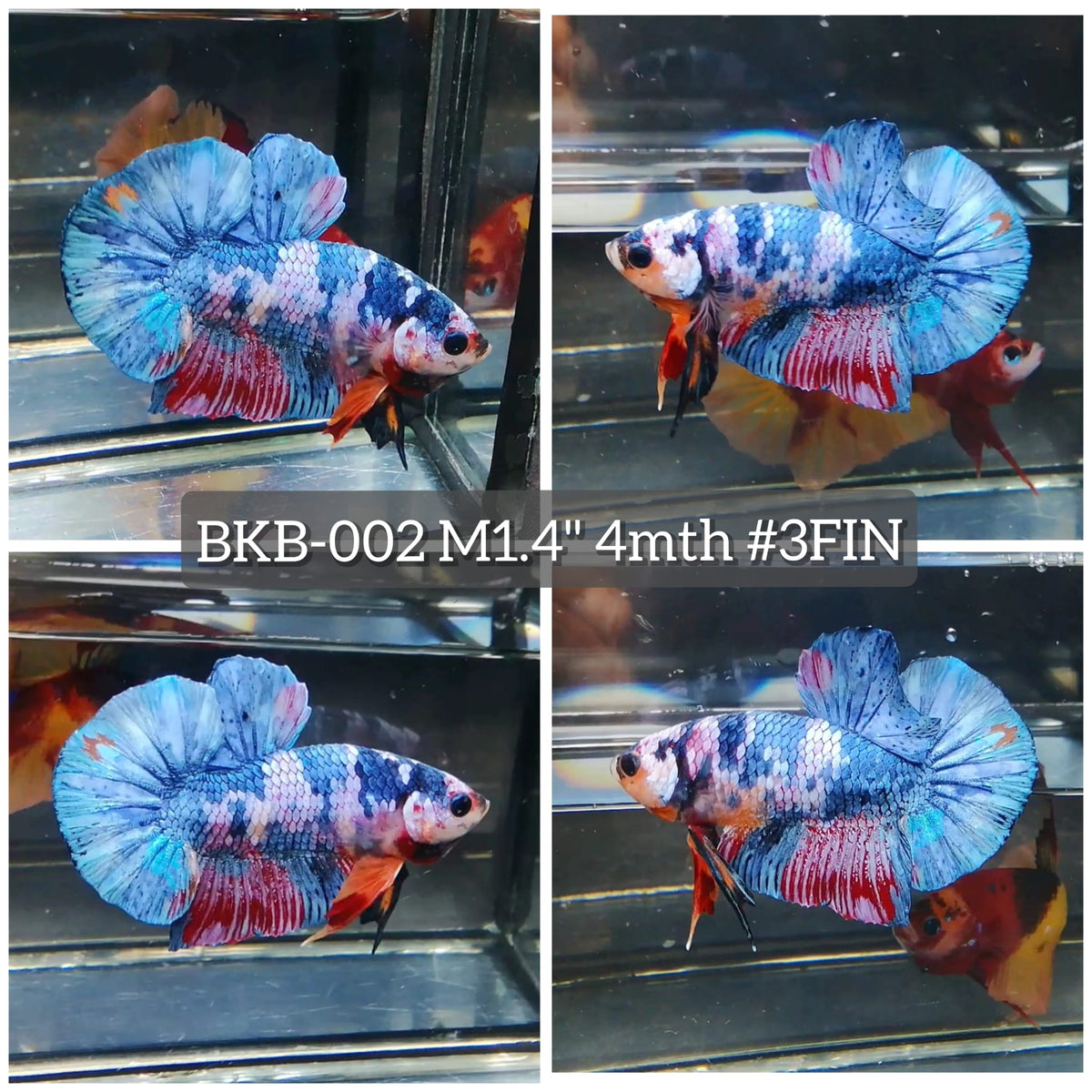 Live Male Betta Fancy Marble Plakat (BKB-002) High quality what you see what you get!!