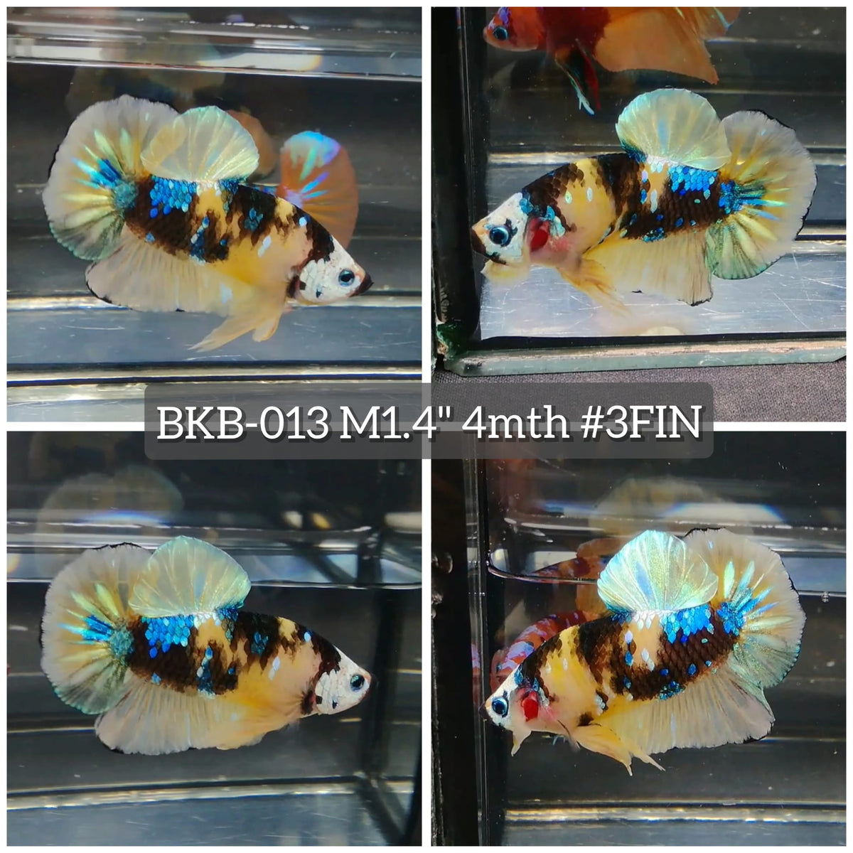 Live Male Betta Yellow Galaxy Koi Plakat (BKB-013) High quality what you see what you get!!