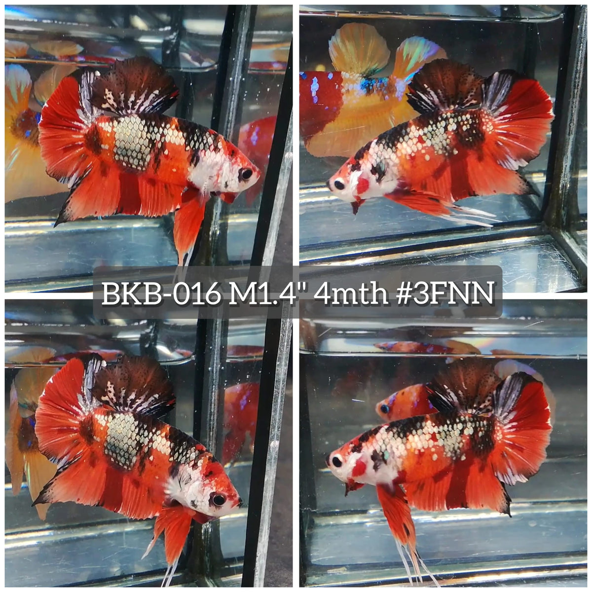 Live Male Betta Galaxy Nemo Copper Plakat (BKB-016) High quality what you see what you get!!