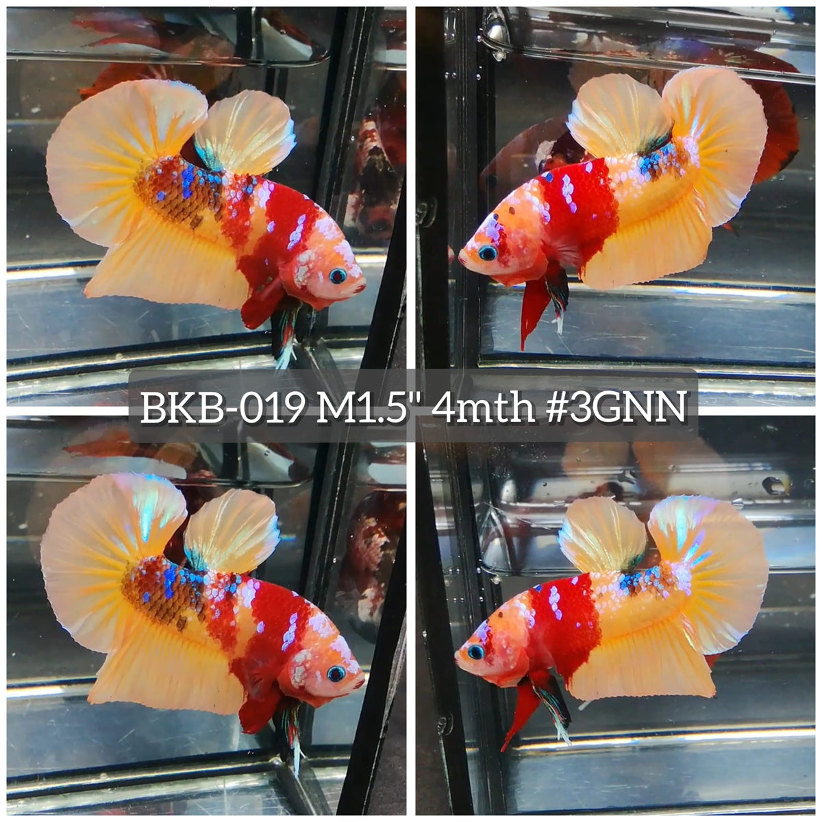 Live Male Betta Classic Nemo Koi Plakat (BKB-019) High quality what you see what you get!!