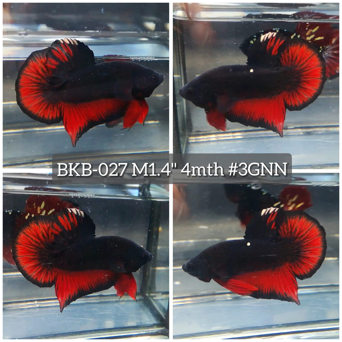 Live Male Betta Black Red Vampire Plakat (BKB-027) High quality what you see what you get!!