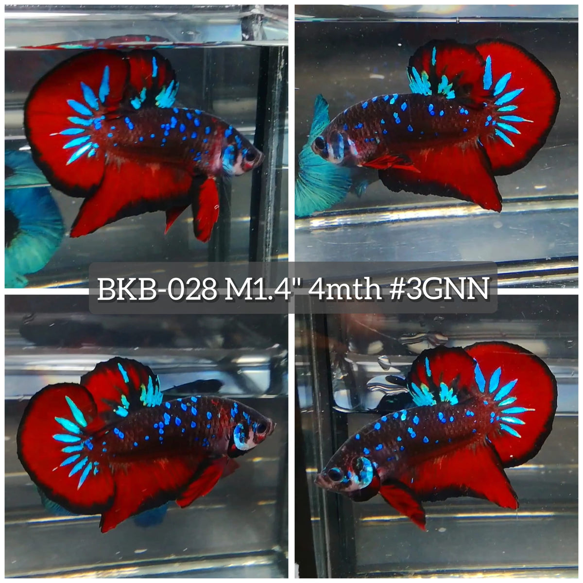 Live Male Betta Red Black Galaxy Plakat (BKB-028) High quality what you see what you get!!