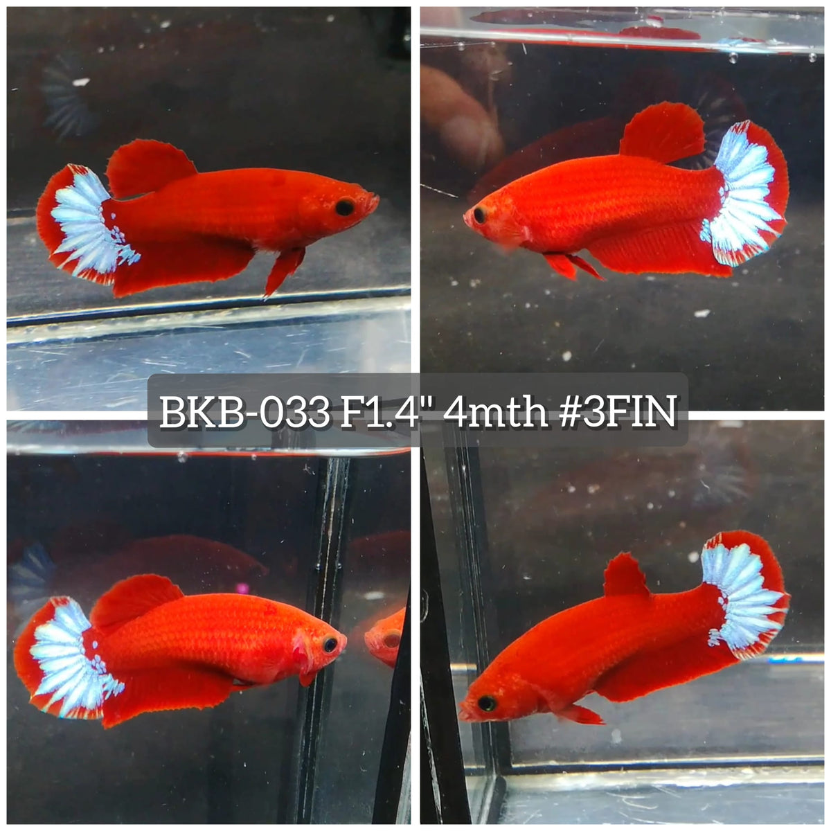 Live Female Betta Fancy Red Hellboy Startail Plakat (BKB-033) High quality what you see what you get!!