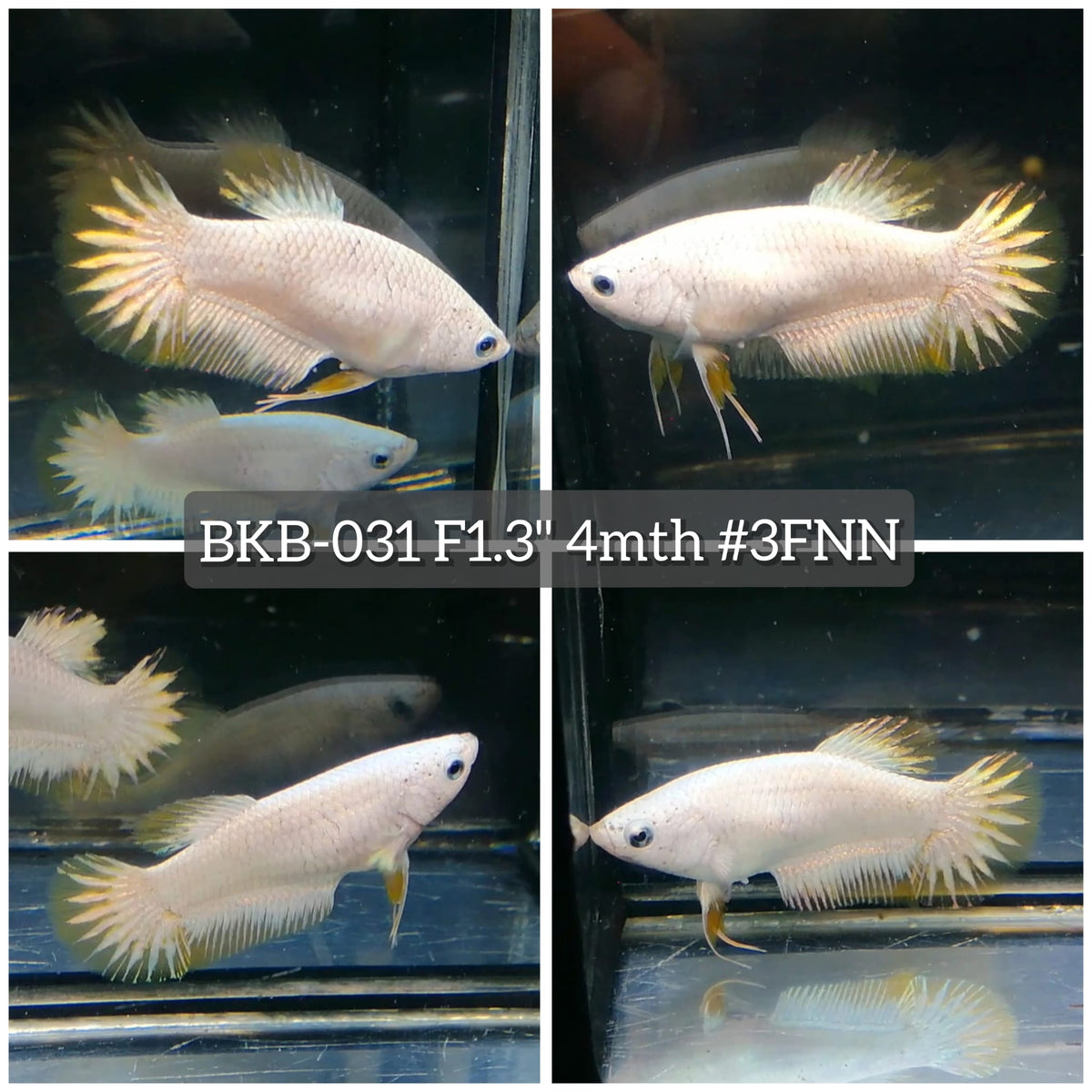 Live Female Betta Yellow Snow Dragon Plakat (BKB-031) High quality what you see what you get!!