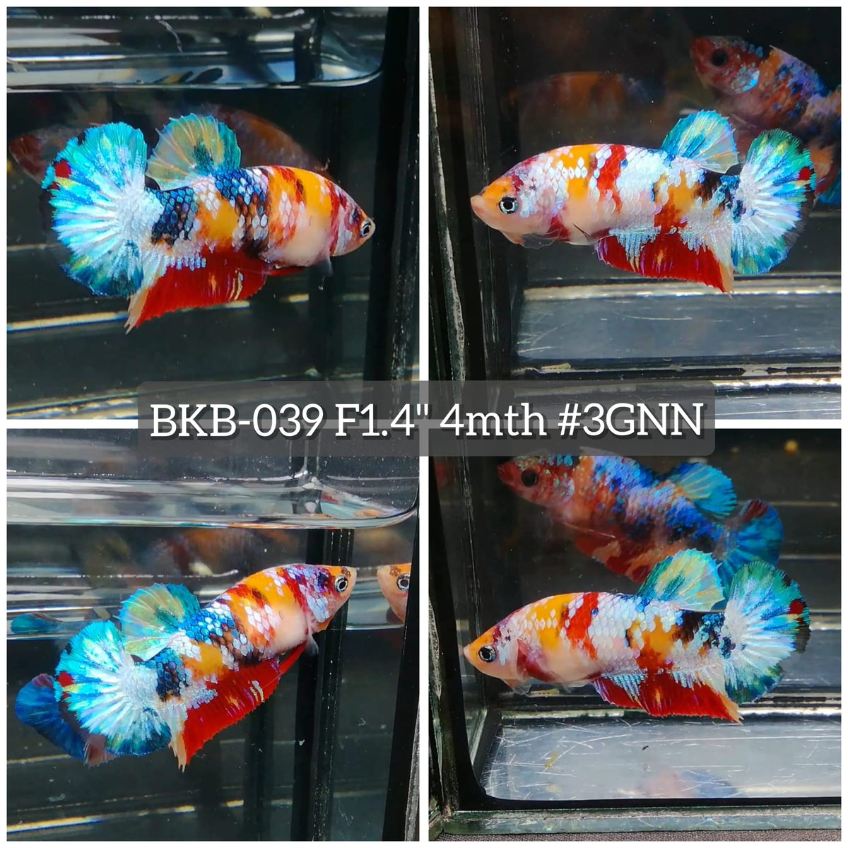 Live Female Betta Galaxy Koi Plakat (BKB-039) High quality what you see what you get!!