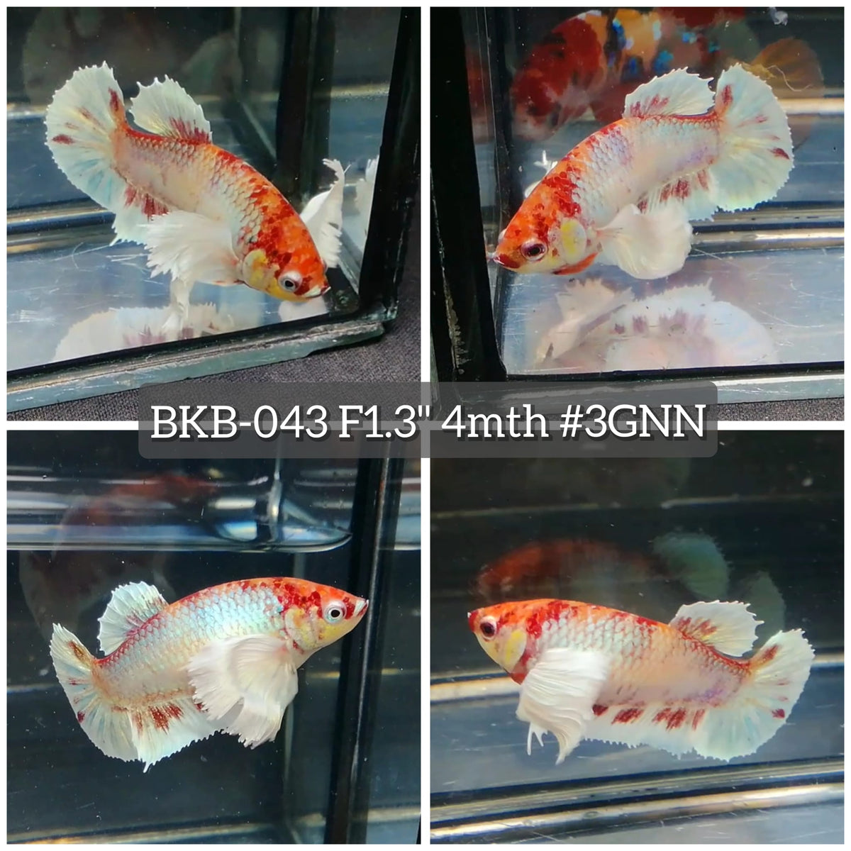 Live Female Betta Fancy Koi Dumbo big ear Plakat (BKB-043) High quality What you see What you get!!