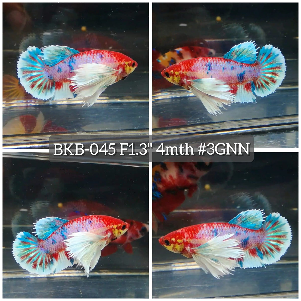 Live Female Betta Fancy Koi Dumbo big ear Plakat (BKB-045) High quality What you see What you get!!
