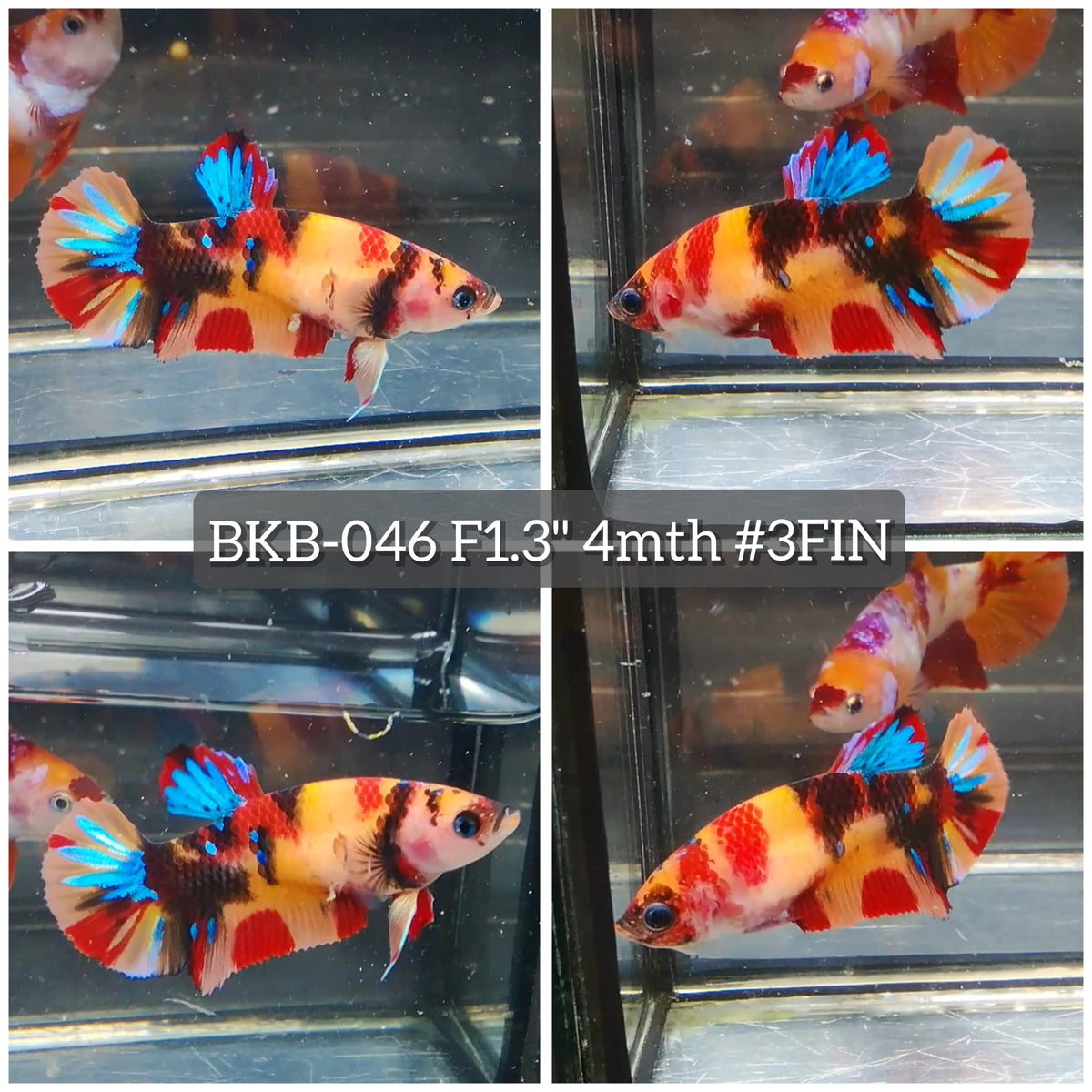Live Female Betta Classic Nemo Koi Plakat (BKB-046) High quality What you see What you get!!