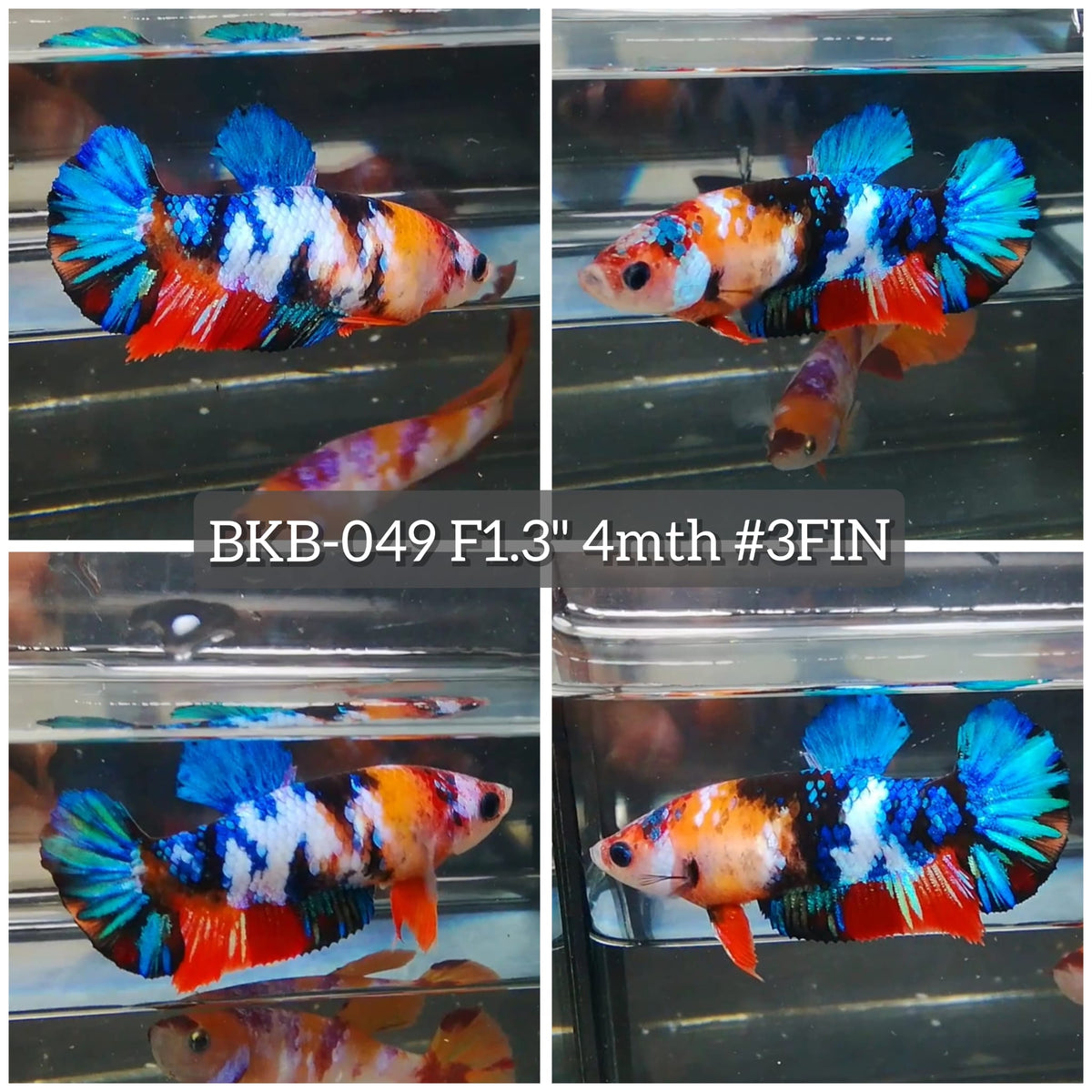 Live Female Betta Galaxy Koi Plakat (BKB-049) High quality What you see What you get!!