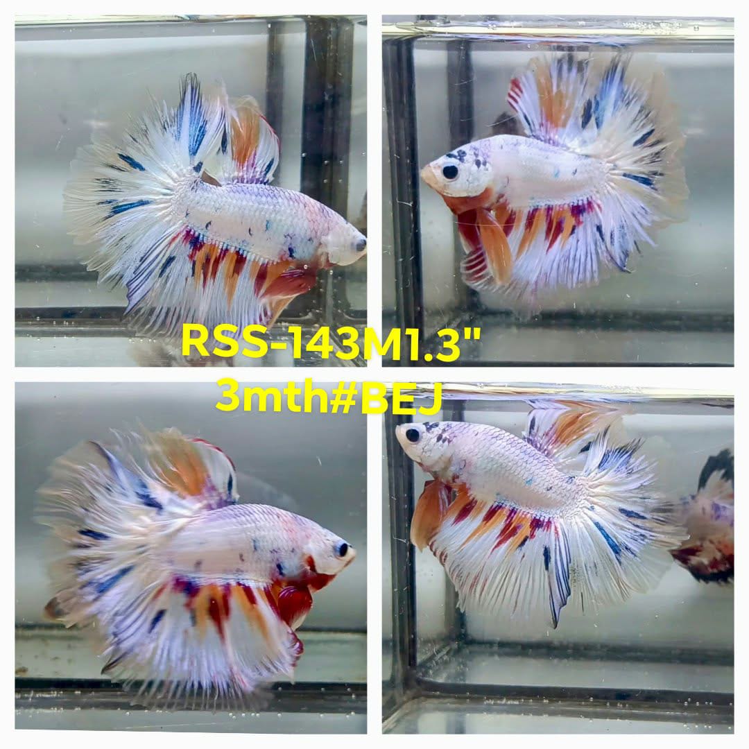 Live Male Betta Fancy Marble Halfmoon (RSS-143)S238 High quality what you see what you get!!