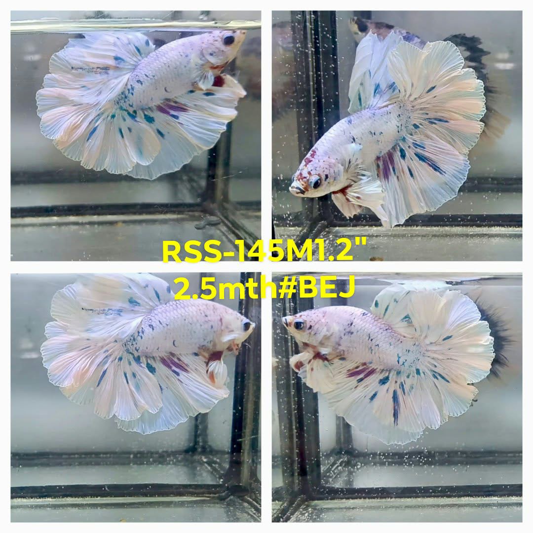 Live Male Betta Fancy Marble Polkadot Halfmoon (RSS-145)High quality what you see what you get!!