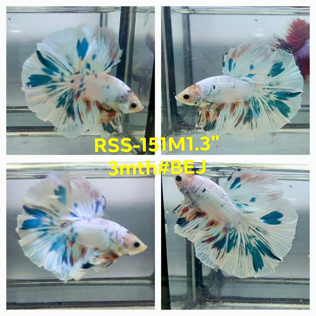 Live Male Betta Fancy Marble Polkadot Over Halfmoon (RSS-151)High quality what you see what you get!!