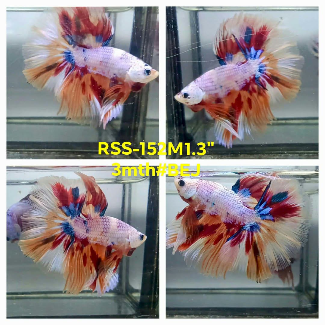 Live Male Betta Candy Nemo Halfmoon (RSS-152)High quality what you see what you get!!