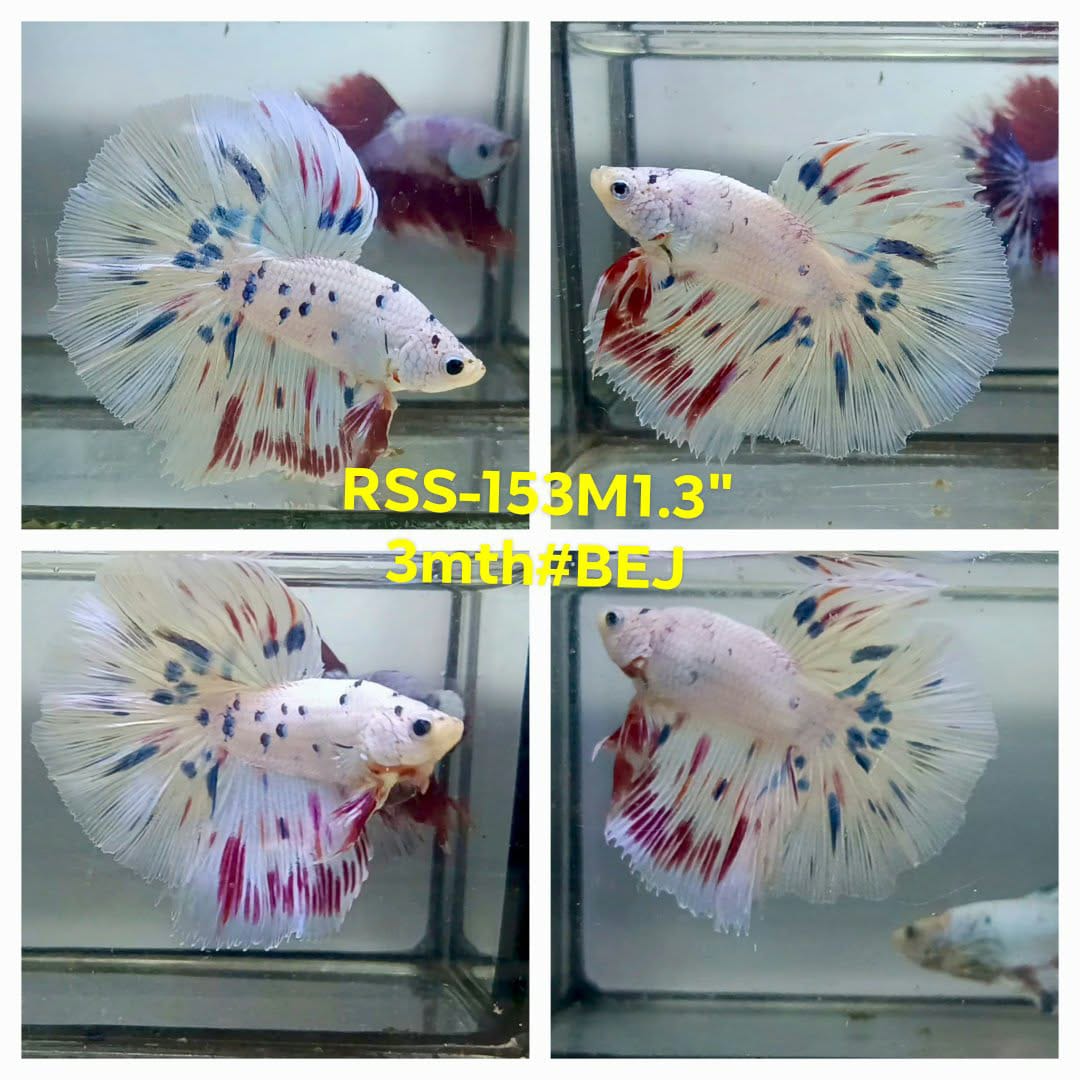 Live Male Betta Fancy Marble Polkadot Halfmoon (RSS-153)High quality what you see what you get!!