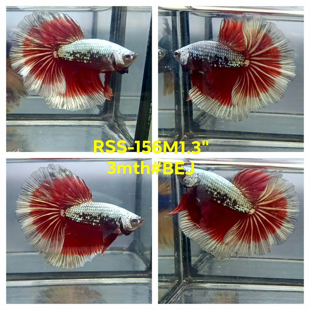 Live Male Betta Red Samurai Dragon Halfmoon (RSS-155)High quality what you see what you get!!