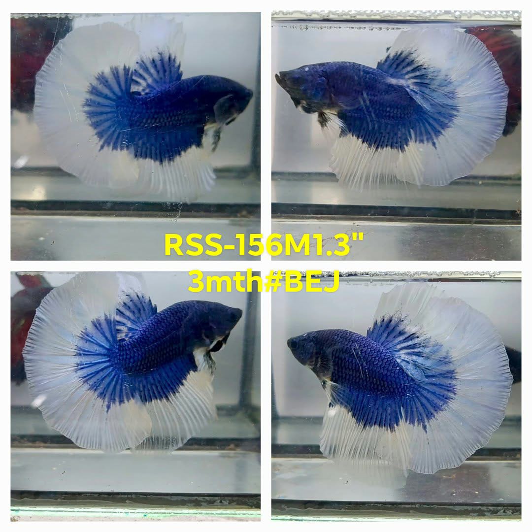 Live Male Betta Blue Butterfly Over Halfmoon (RSS-156)High quality what you see what you get!!