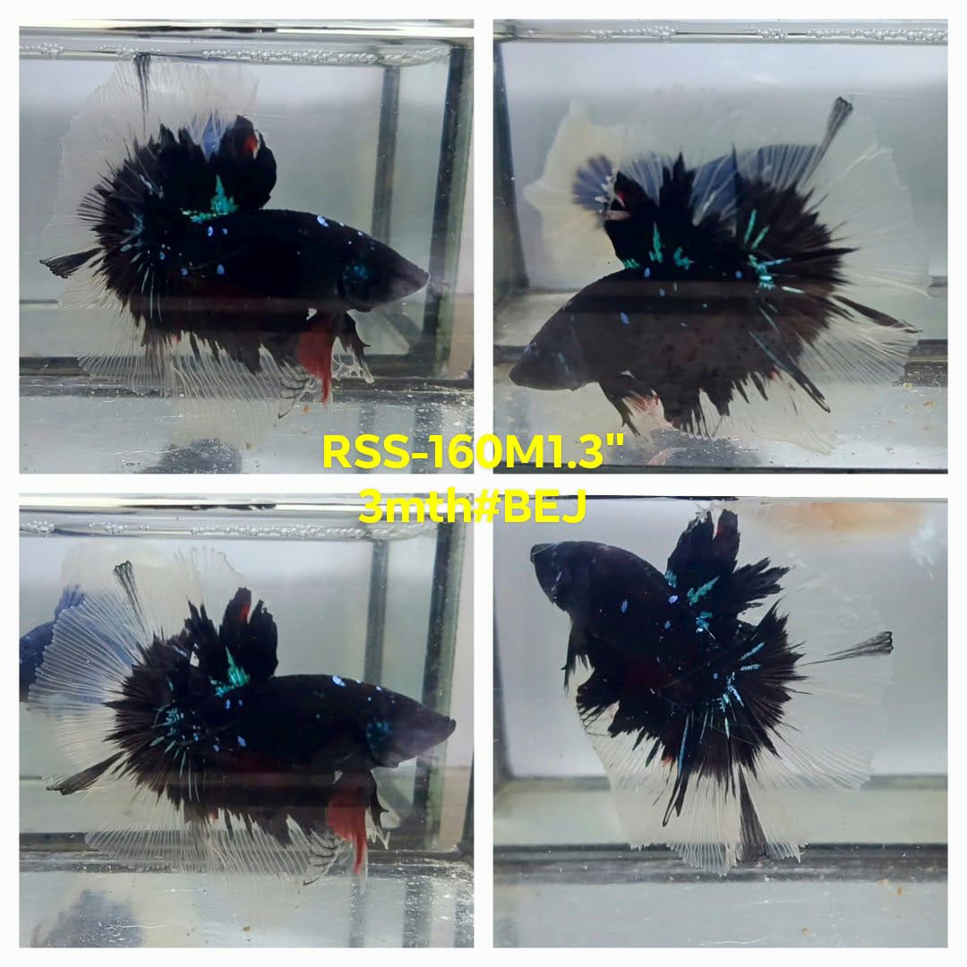 Live Male Betta Black Galaxy Avatar Halfmoon (RSS-160)High quality what you see what you get!!